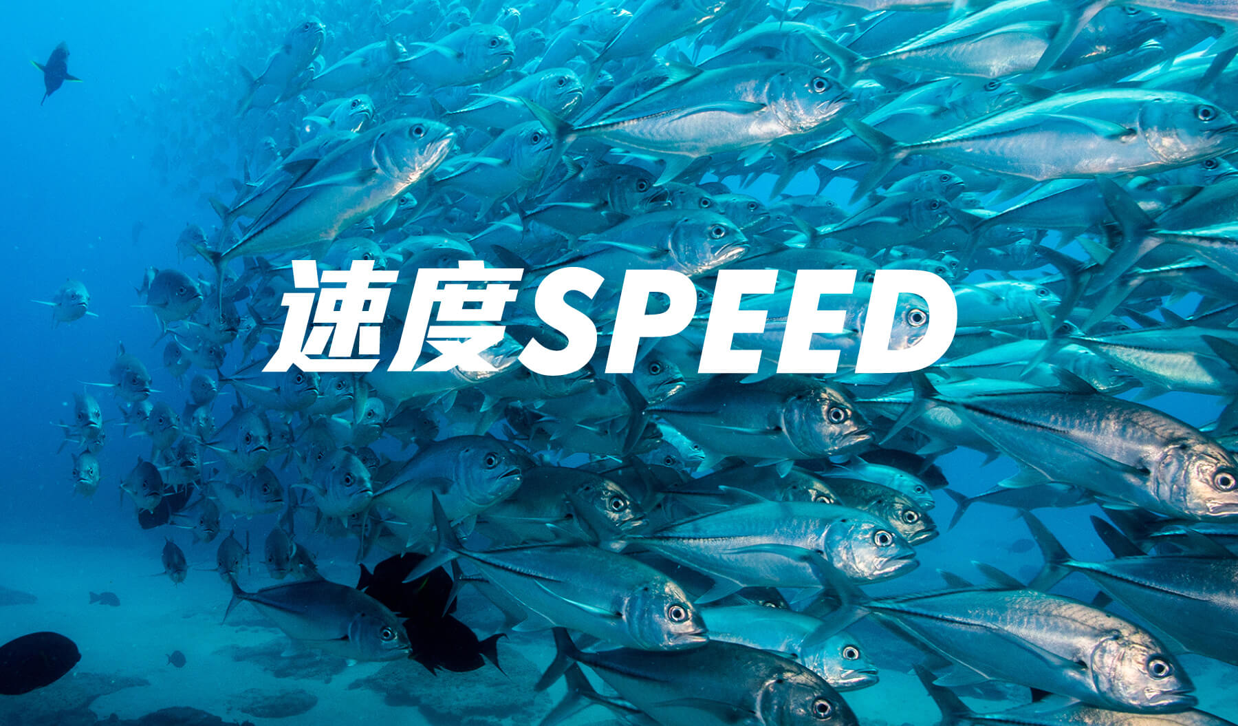 快乐热带鱼(图4)
