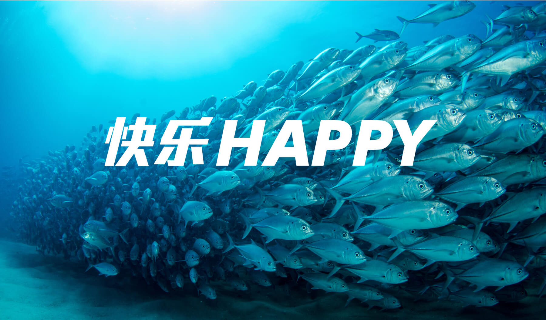 快乐热带鱼(图2)